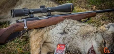 Best Coyote Gun - Keep Your Livestock Safe - Gun News Daily