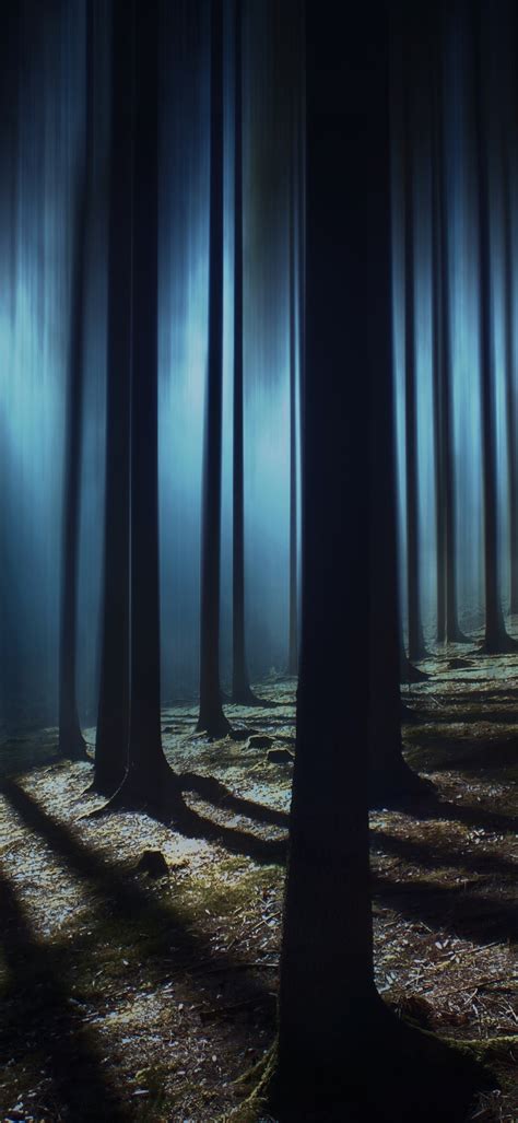 Dark Forest Wallpaper 4K, Woods, Night time, Dark, Shadow