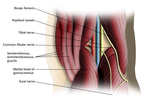 RCSI Drawing Popliteal Fossa English Labels AnatomyTOOL