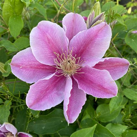 Clematis 'Bees Jubilee'