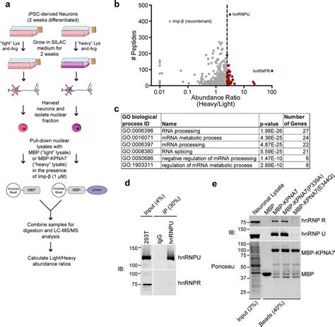 Silac Mass Spectrometry Identifies Hnrnp R And Hnrnp U As Kpna7