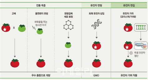 미래기술25 유전자편집은 Gmo 국내외에서 논란