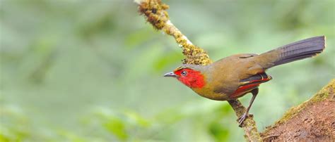 Birding Tours In Arunachal Pradesh | Eaglenest Birding Tours | Things ...