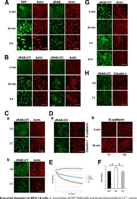 Figure 7 from Rab13 Small G Protein and Junctional Rab13-binding ...