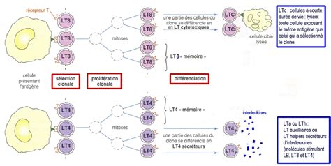 Sélection Prolifération Et Différenciation Clonale Des Lymphocytes T4