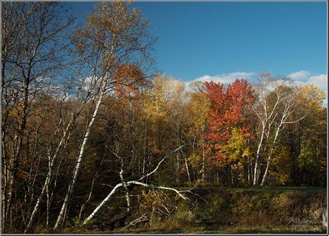 Chittenden Vt Chittenden Reservoir Birches 2022-10 by AlanAtwood on ...