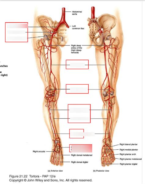 Arteries Of Lower Extremities Diagram Quizlet