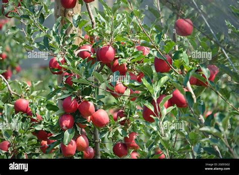 Organic Apples Hanging From A Tree Branch In An Apple Orchard Stock