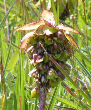 Eucomis bicolor | PlantZAfrica