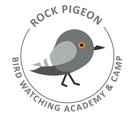 Rock Pigeon - Bird Watching Academy