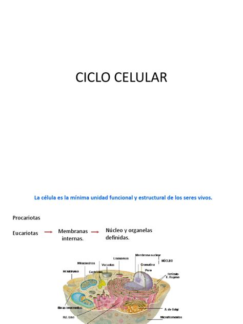 Pdf Ciclo Celular Embriologia Dokumen Tips