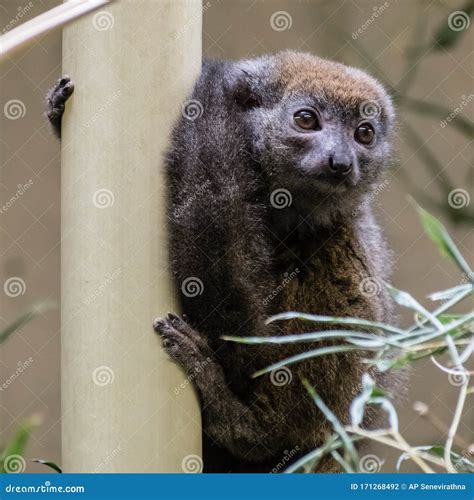 Scared Innocent Cute Brunette Frightened Confess Made Mistake Say Oops Press Hands To Lips