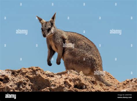 Black Footed Rock Wallaby Petrogale Lateralis Hi Res Stock Photography