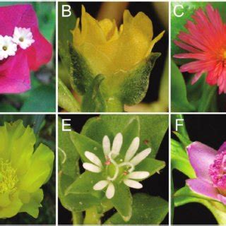 Examples of separate instances of petal evolution with Caryophyllales ...