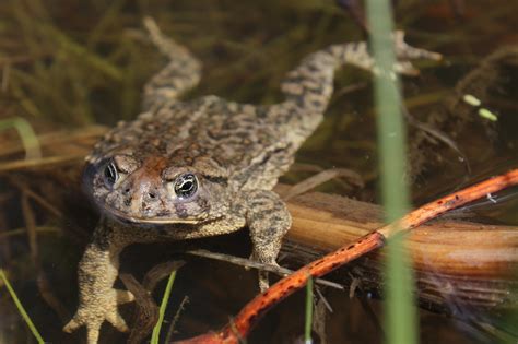 Meet the Wyoming Toad | U.S. Department of the Interior