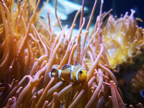 Ein Fisch In Den Anemonen Stockbild Bild Von Fische