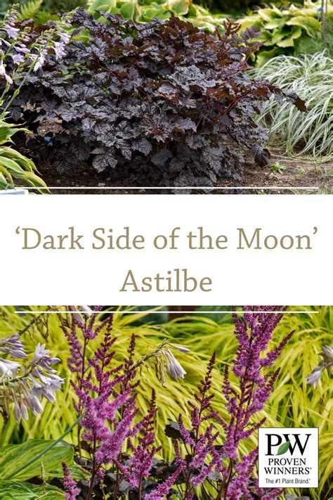 Astilbe Dark Side of the Moon in 2024 | Astilbe, Shade plants, Zone 4 ...