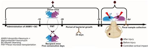Frontiers Fecal Microbiota Transplantation Unveils Sex Specific