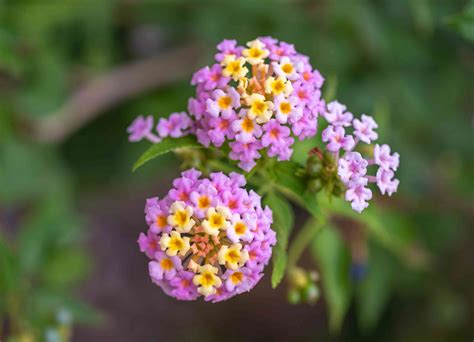 Mosquito Deterrent Plants