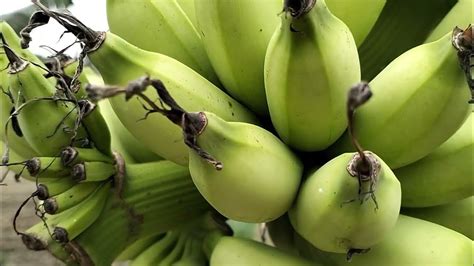 Mengenal Pisang 40 Hari Di Kebun Pak Tanibatam Pisang Kebunpisang