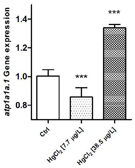 Relative Variations In Atp1a1a 1 Gene Expression In The Gill Apparatus Download Scientific