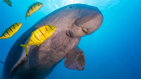 Dugongs Beloved Vegetarian Mermaids Declared Extinct Near China