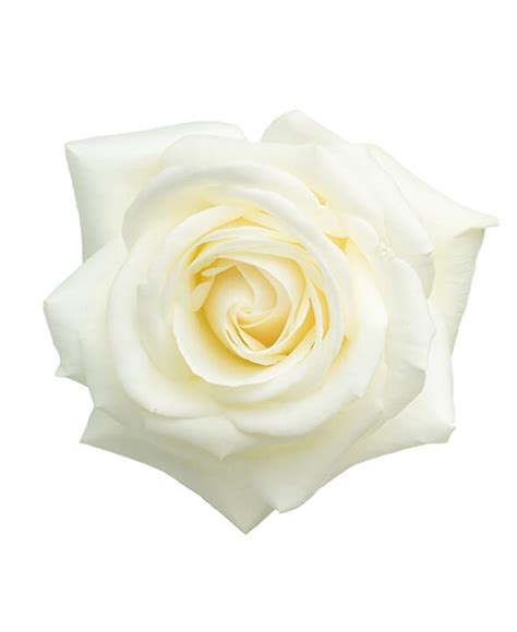 Descubra Kuva Bouquet Rose Eternelle Blanche Thptnganamst Edu Vn