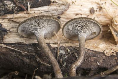 Lentinus Arcularius Batsch Zmitr Colombian Fungi Made Accessible