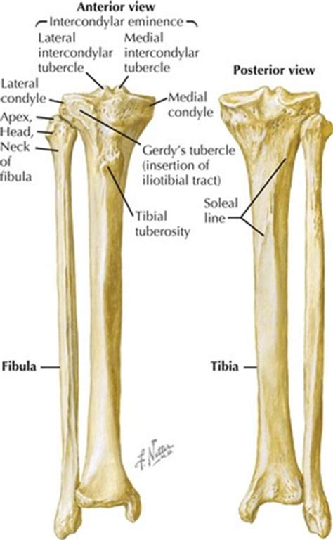 Tibial Intercondylar Eminence 
