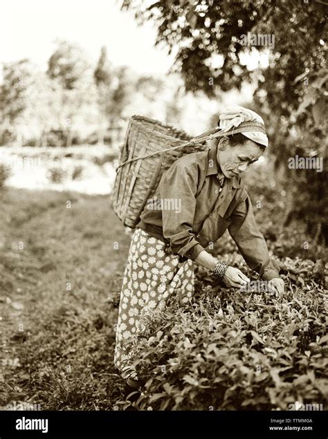 INDIA, West Bengal, female worker picking tea leaves, Ambooti Tea ...