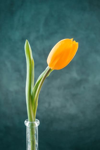 Frische Gelbe Tulpe Im Schmalen Vase Kostenlose Foto