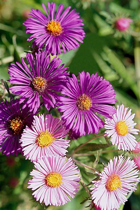 24 Perennials For Clay Soil That Hardly Grows Anything