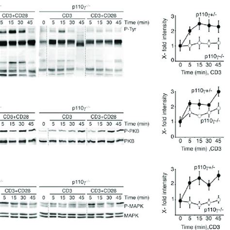 Impaired Signaling Downstream Of Tcr In P110 − − Mice Purifi Ed