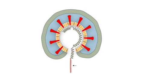 How Coronavirus Hijacks Your Cells The New York Times