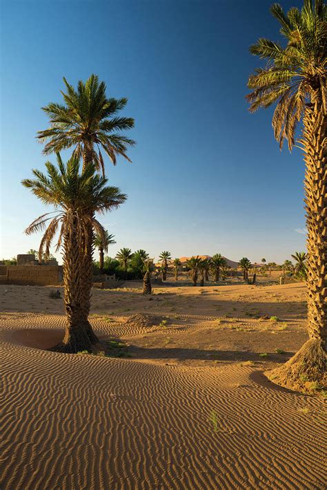 Sand Dunes And Palm Trees Near Merzouga Erg Chebbi Sahara Desert