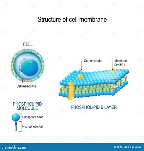 Lipid Diagram Structure