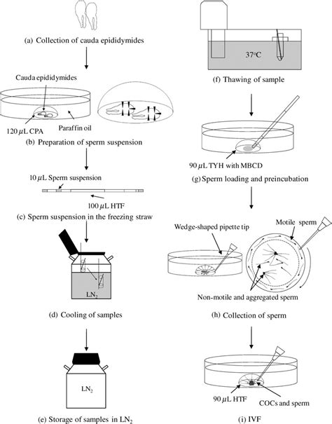 Schematic Descriptions Of Mouse Sperm Cryopreservation And In Vitro