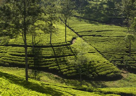 Plantation02: Kandy Tea Plantation Sri Lanka / Tea Plantation Tour From ...