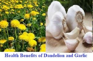 Health Benefits Of Dandelion And Garlic Jafoods