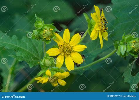 Tickseed Sunflower Bidens Aristosa Stock Image Image Of Blossom