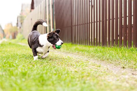 2024 Cost To Build A Dog Run At Your Home Homeadvisor