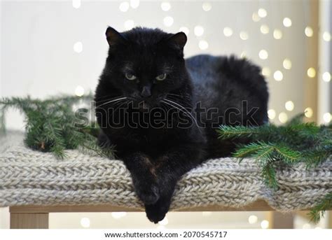 Cute Black Cat Christmas Tree Stock Photo 2070545717 | Shutterstock