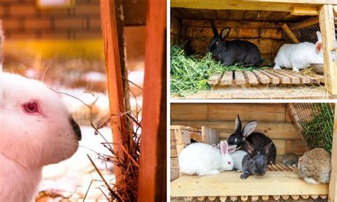 Essential Features Of A Safe And Comfortable Rabbit Nesting Box