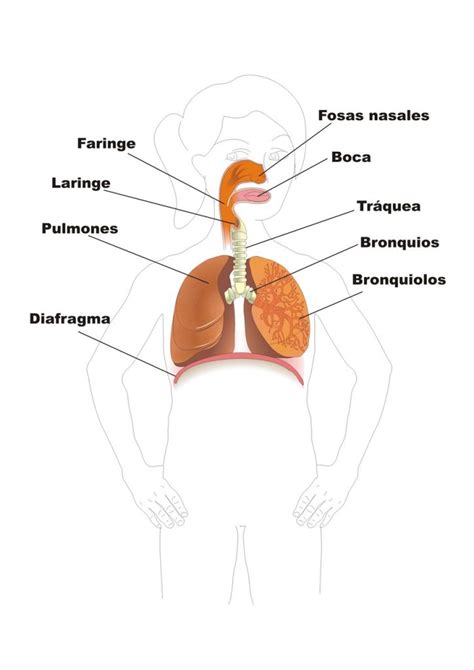 Explicar Como Funciona El Sistema Respiratorio Humano Marcus Reid