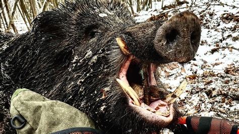 Wildschweinjagd Kroatien Shotkam Wildboar Wildboarfever Youtube