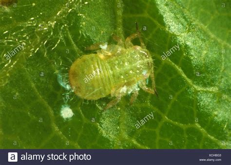 psyllidae stock  psyllidae stock images alamy
