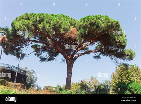Italian Stone Pine Growing On The Street In Rome Pinus Pinea Trees