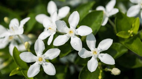 How To Grow Jasmine Gardening Express Knowledge Hub