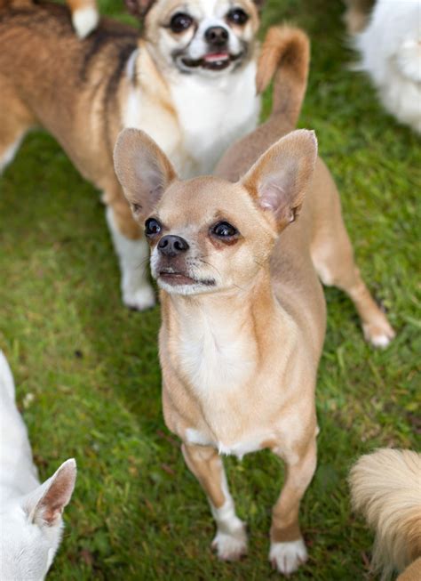 Gallery Chihuahua Rescue Uk