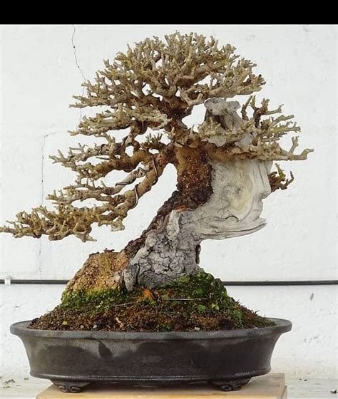 Img Wa Adictos Bonsai Flickr